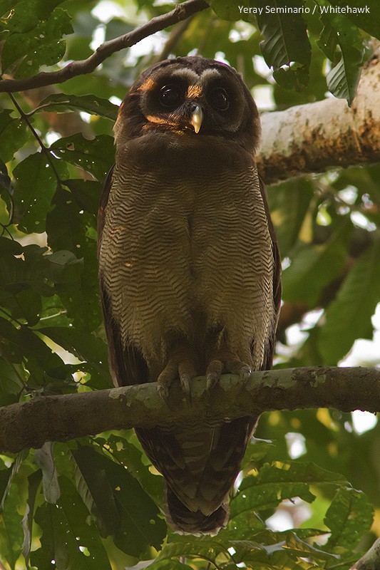 Brown Wood-Owl - ML32454011