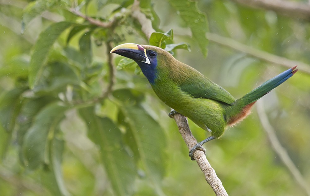Northern Emerald-Toucanet (Blue-throated) - ML32454161