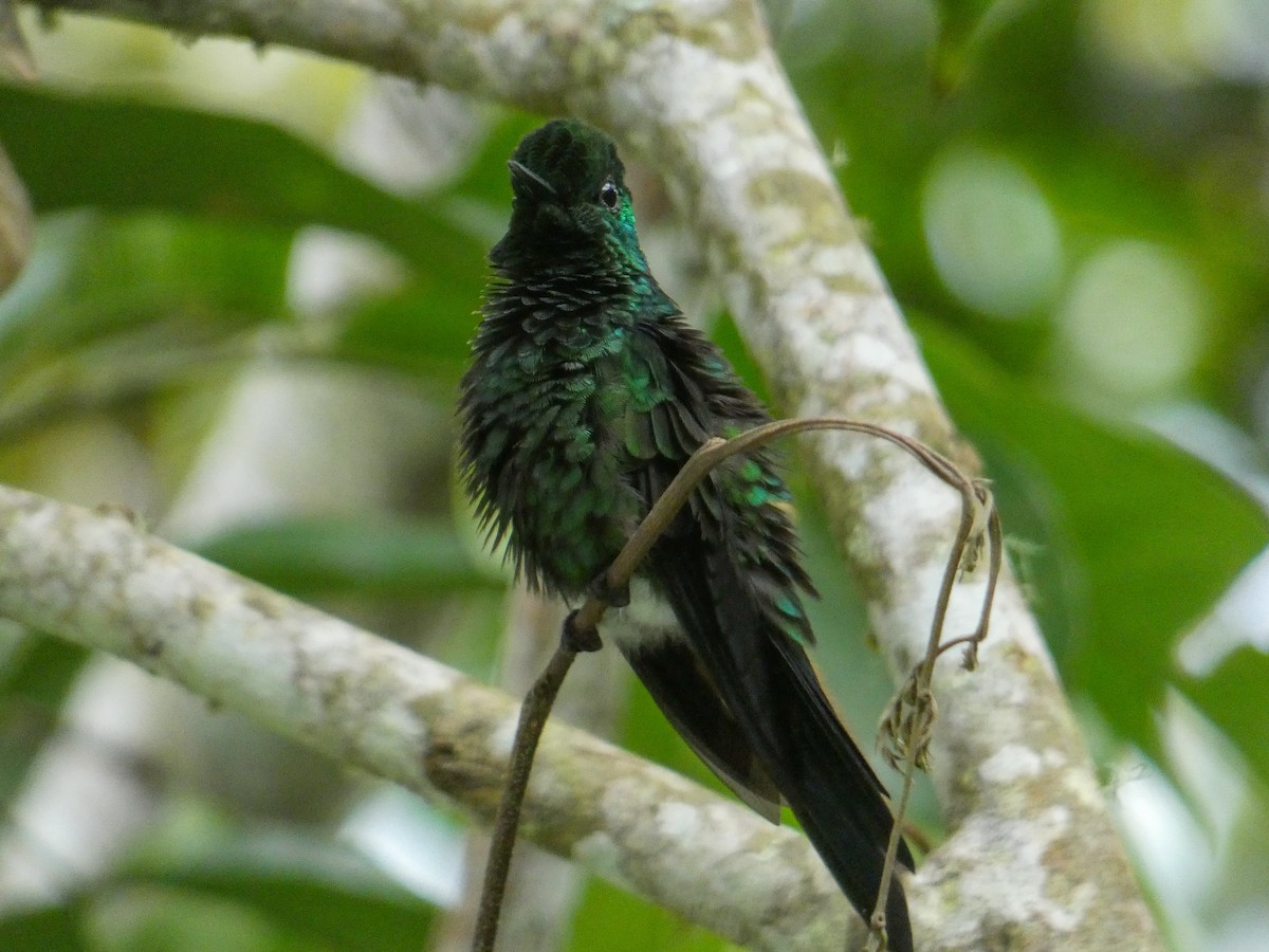 Green-crowned Brilliant - ML324552181