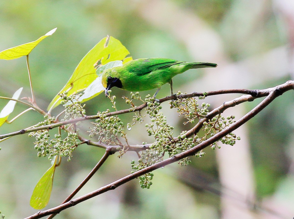 Lesser Green Leafbird - ML32455221