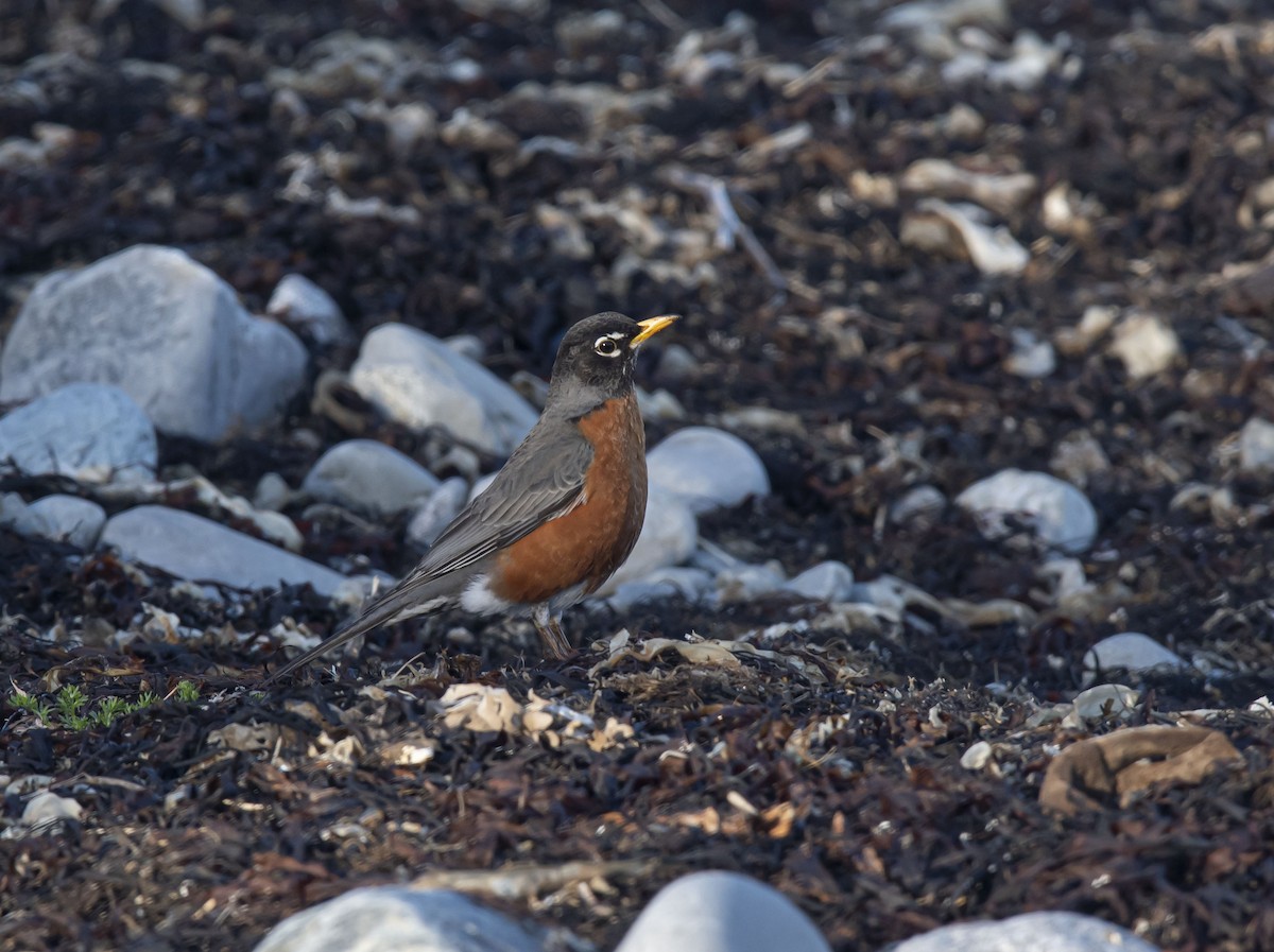 American Robin - Ronnie d'Entremont