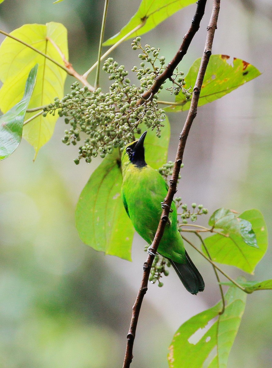 Lesser Green Leafbird - ML32455231