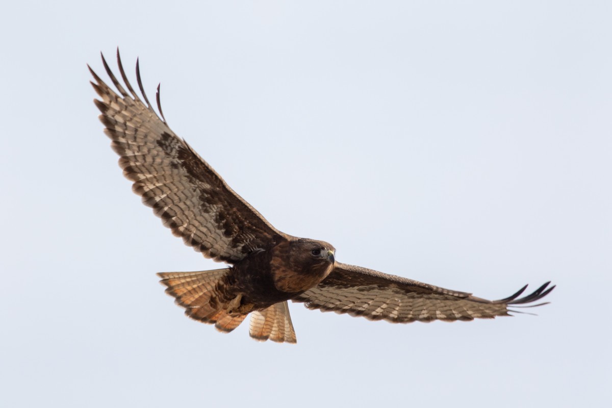 Red-tailed Hawk - Gavin McKinnon