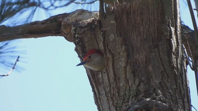Red-bellied Woodpecker - ML324567771