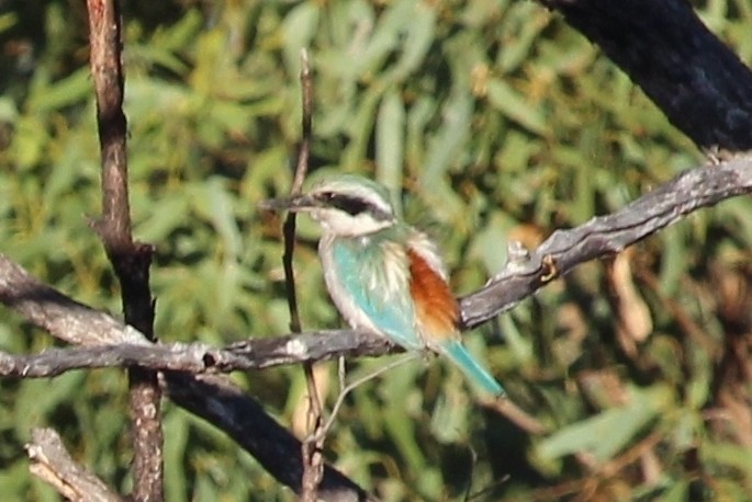 Red-backed Kingfisher - Richard Arnold