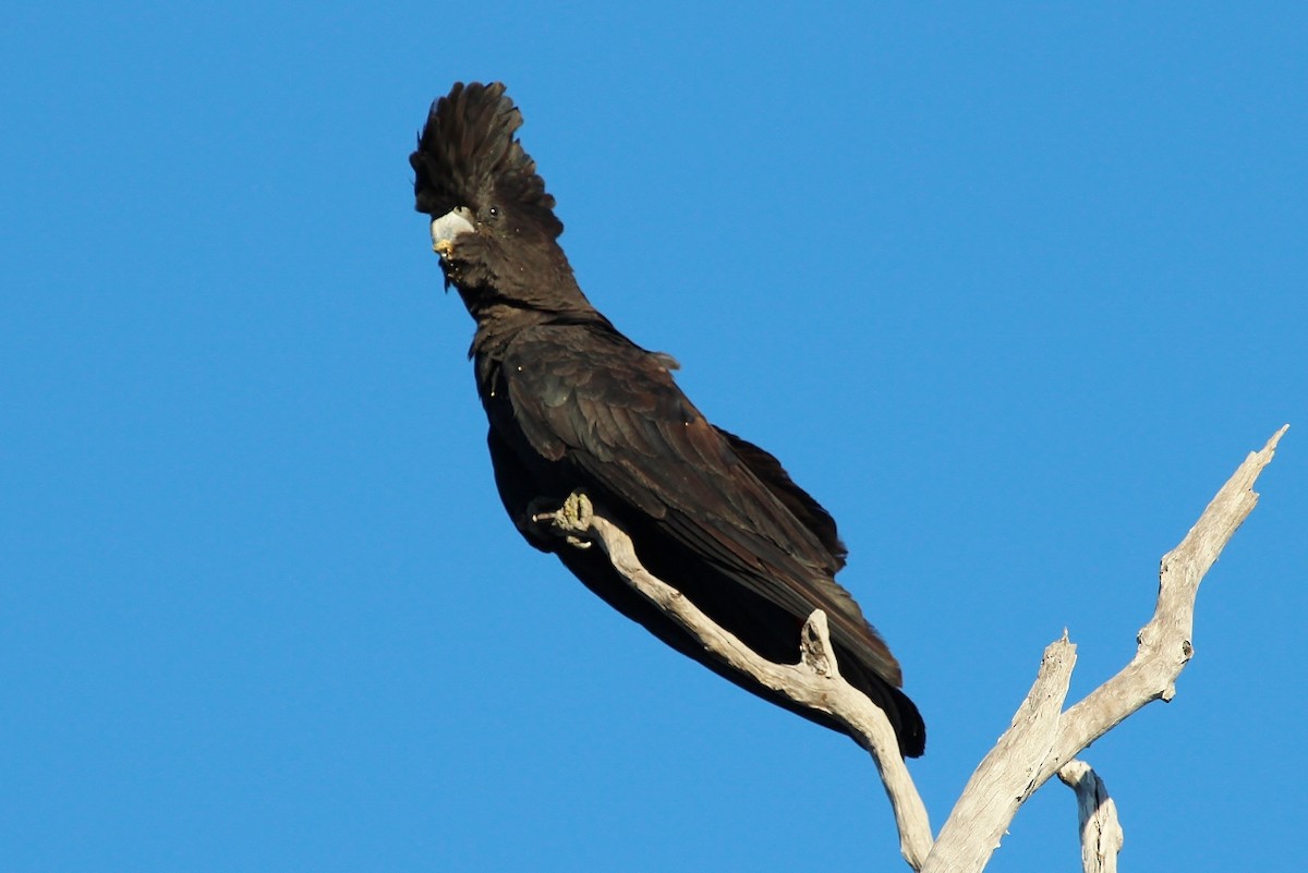 Red-tailed Black-Cockatoo - Richard Arnold