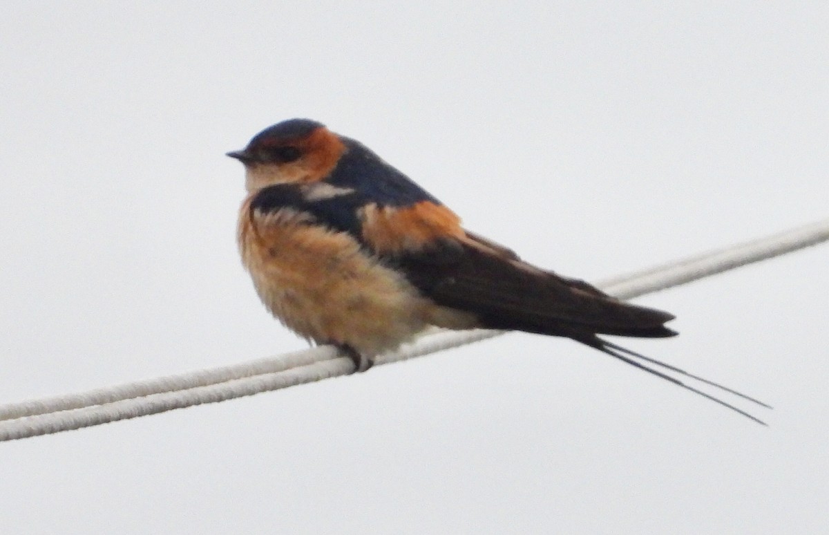 Red-rumped Swallow - ML324580121