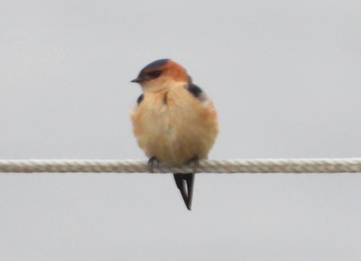 Red-rumped Swallow - ML324580211