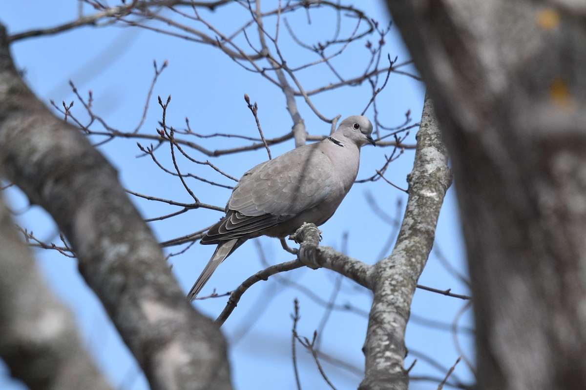 Eurasian Collared-Dove - ML324585951