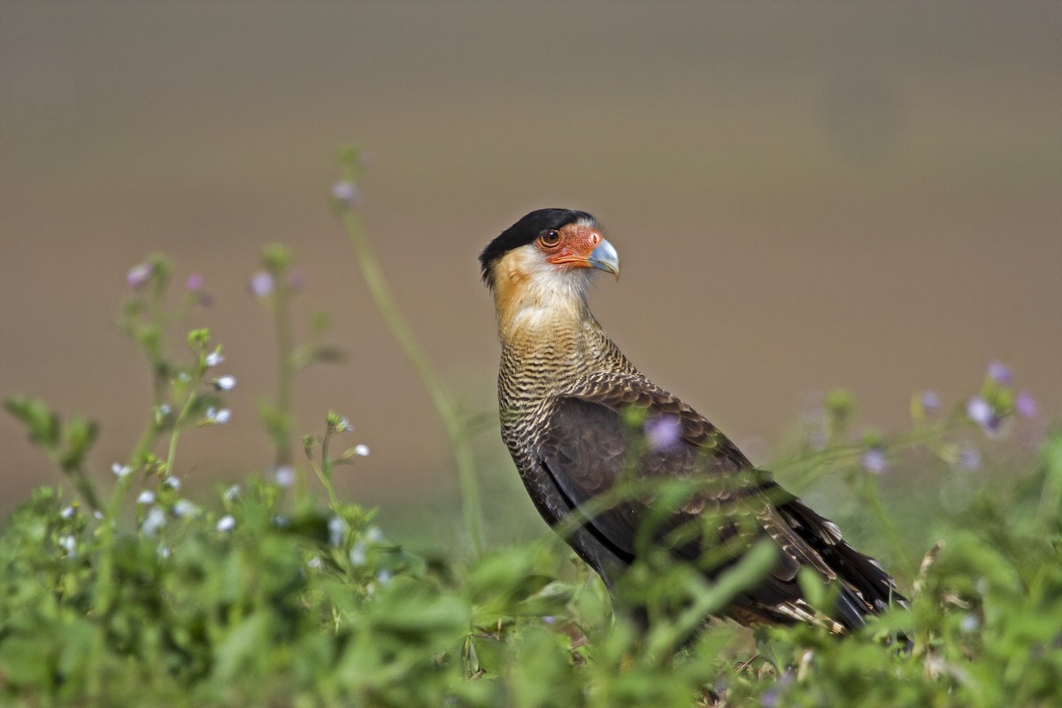 Crested Caracara (Southern) - ML324585971