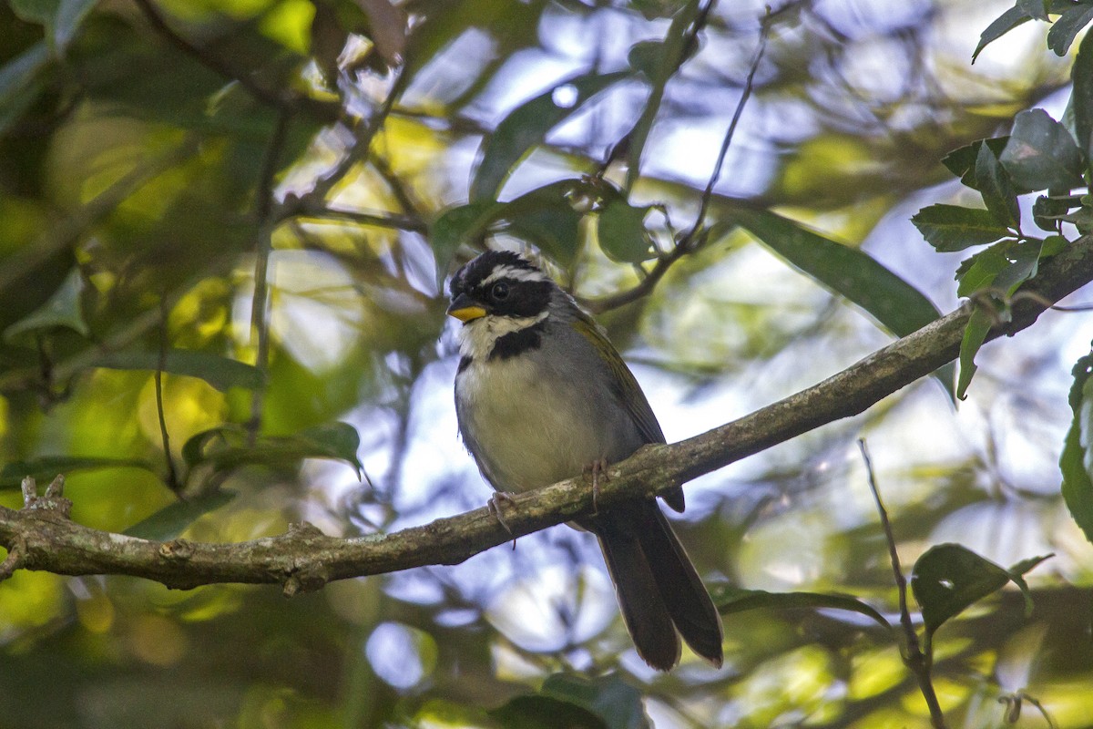 Half-collared Sparrow - Lorena Patrício