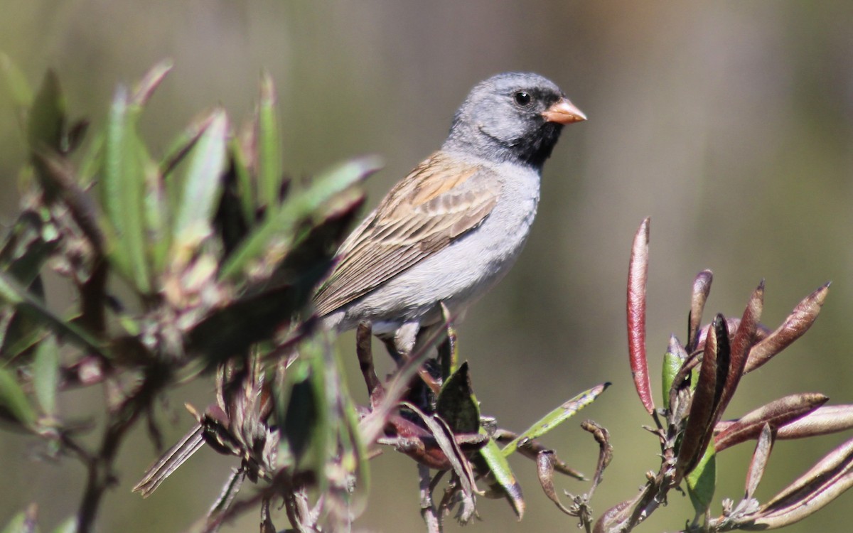 Black-chinned Sparrow - Jonny Sperling