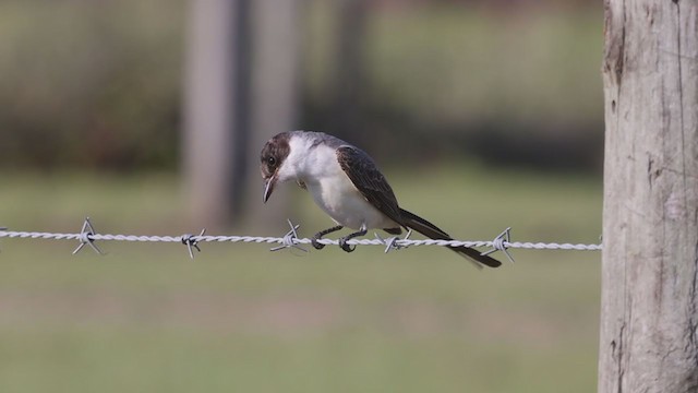 Fork-tailed Flycatcher (savana) - ML324591171