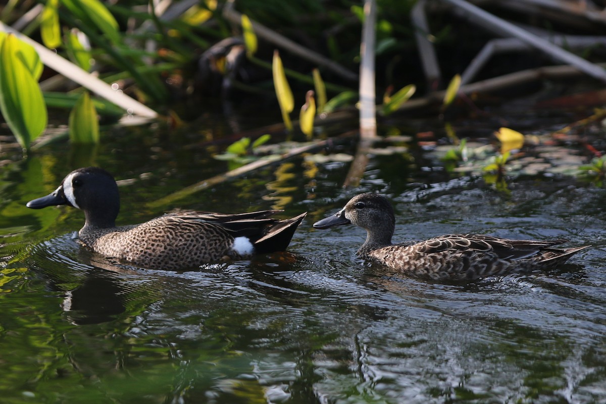 Blue-winged Teal - ML324595411