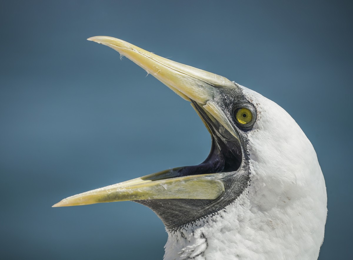 Masked Booby - ML324597151