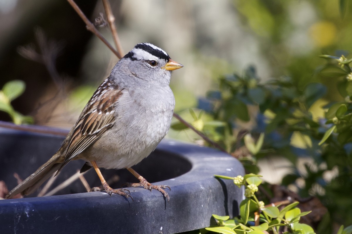 White-crowned Sparrow - Aaron Roberge