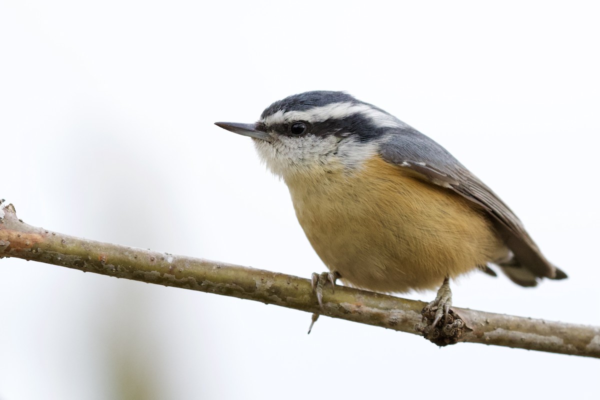 Red-breasted Nuthatch - Aaron Roberge