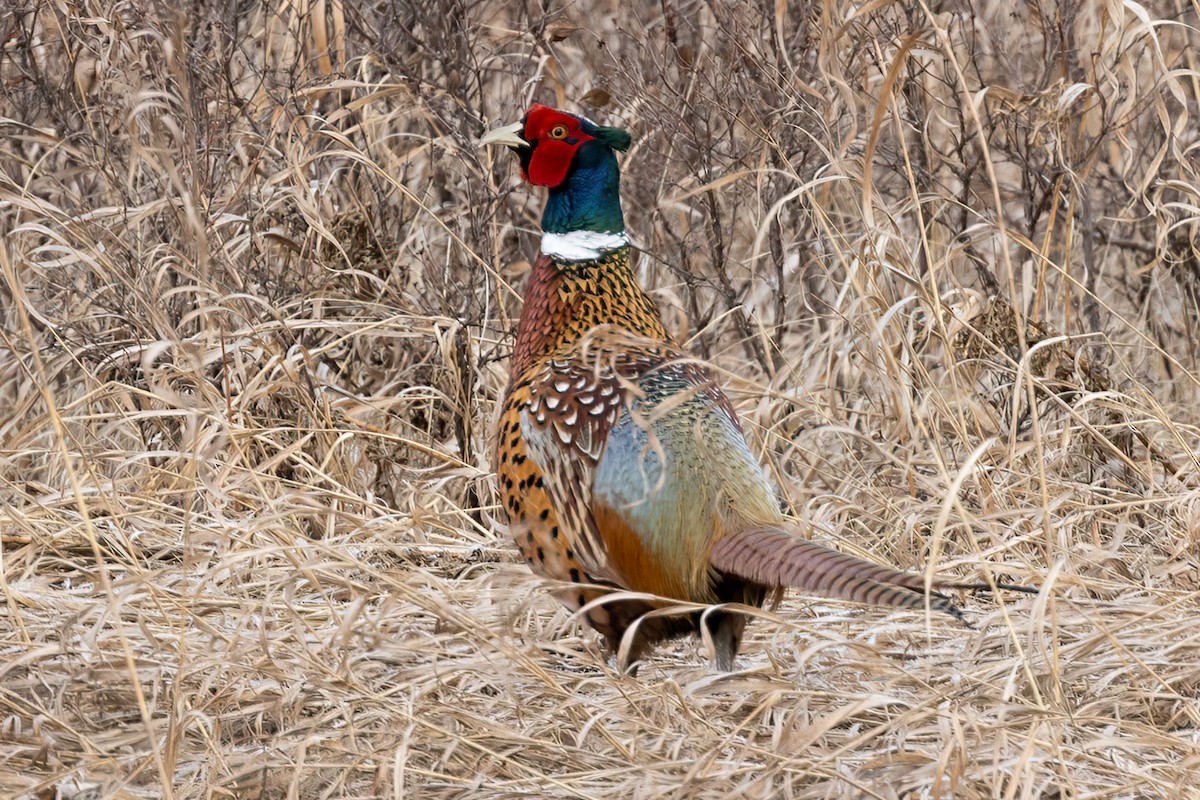 Ring-necked Pheasant - Andrew Hart