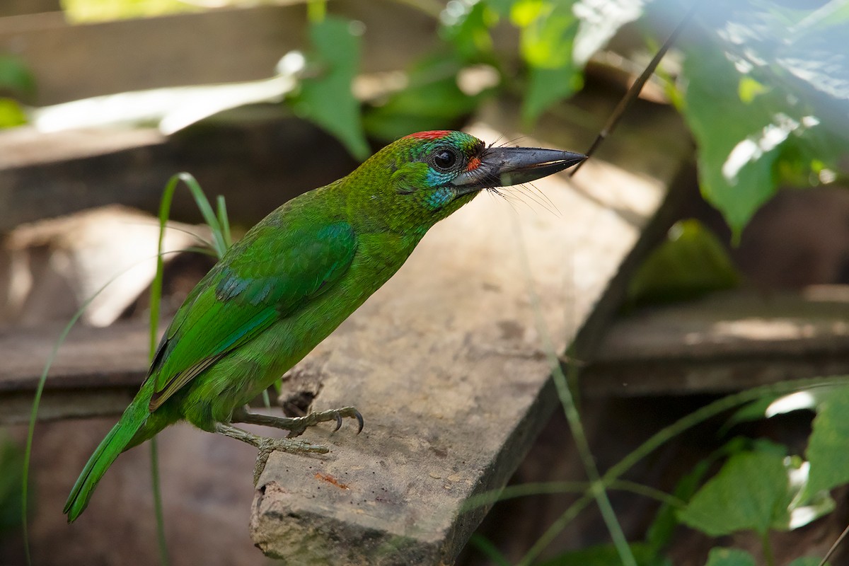 Red-throated Barbet - ML324625951