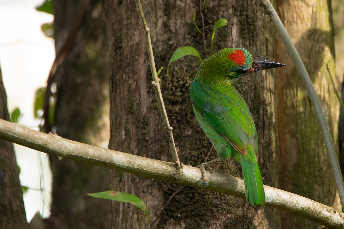 Red-throated Barbet - ML324625961