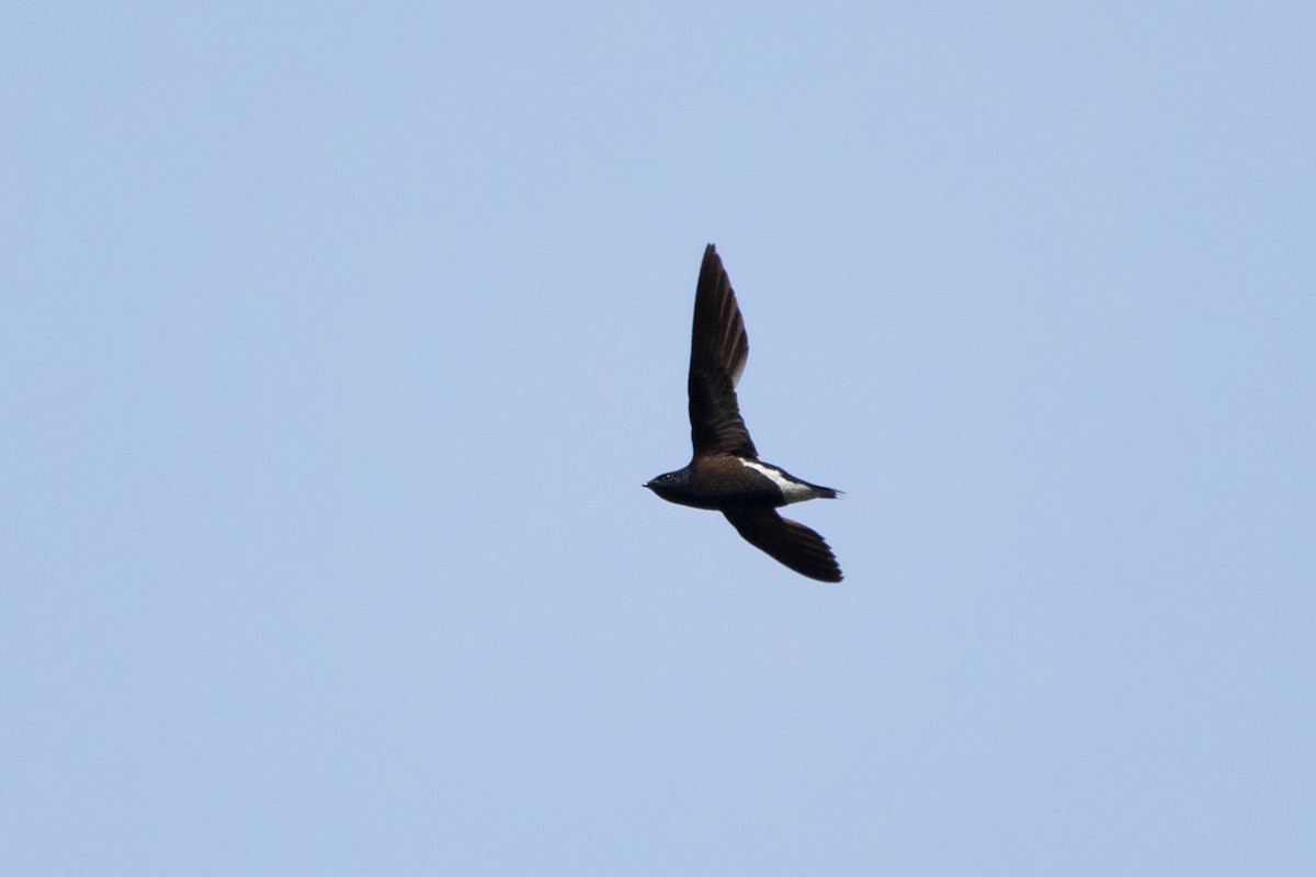 Brown-backed Needletail - ML324626101