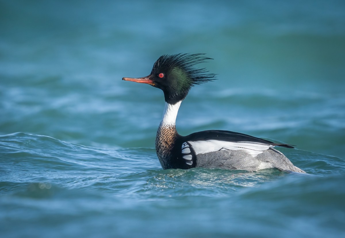 Red-breasted Merganser - Rob Mikulec