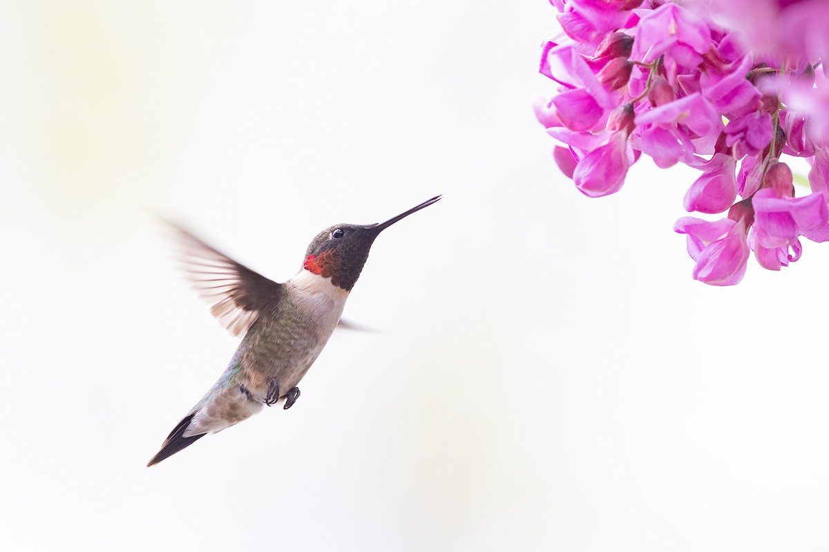 Ruby-throated Hummingbird - ML324630861