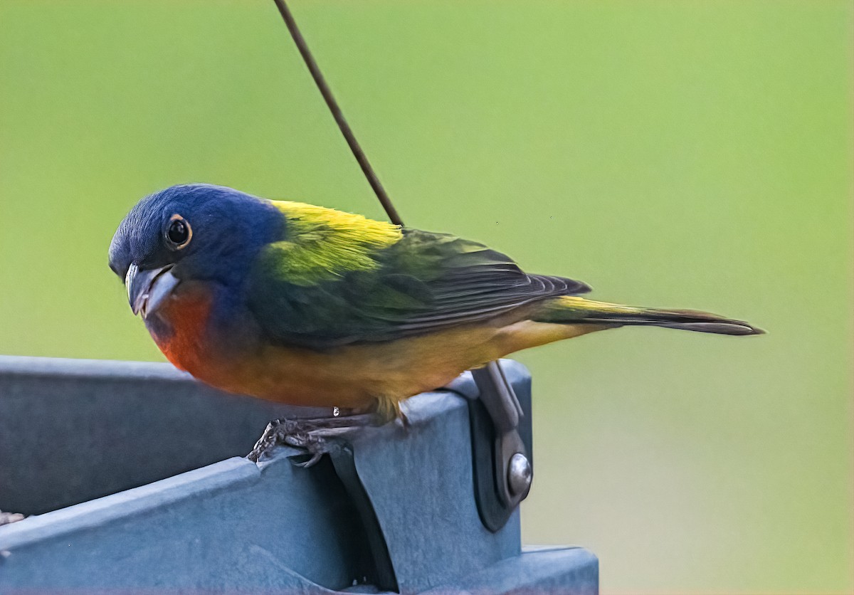 Painted Bunting - ML324630971