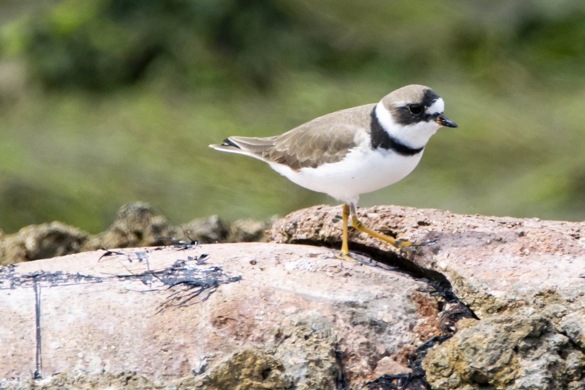 Semipalmated Plover - ML324635371