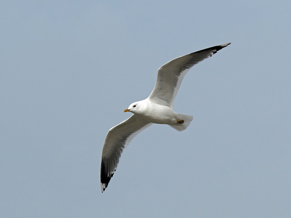 Common Gull - Sergey Buben