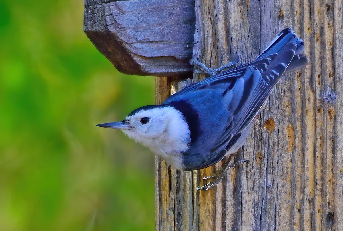 White-breasted Nuthatch - Ad Konings