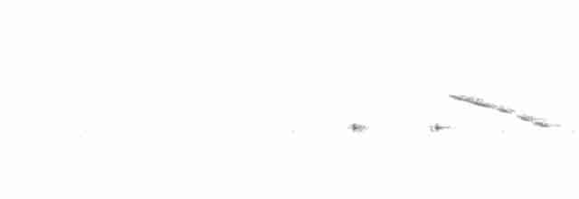 White-tailed Nightjar - ML324647531