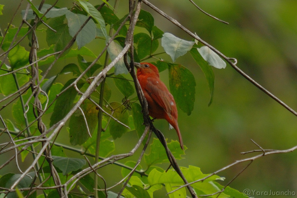 Hepatic Tanager - ML324651521