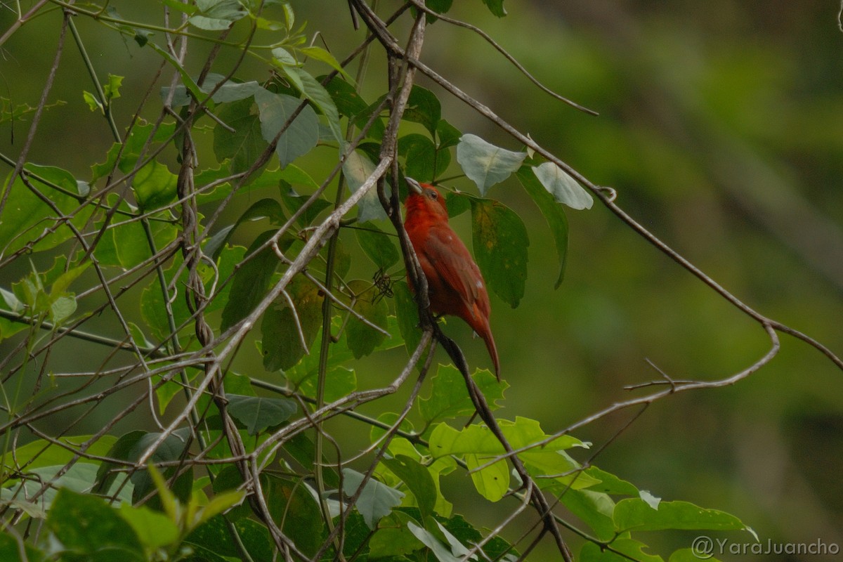 Hepatic Tanager - ML324651551