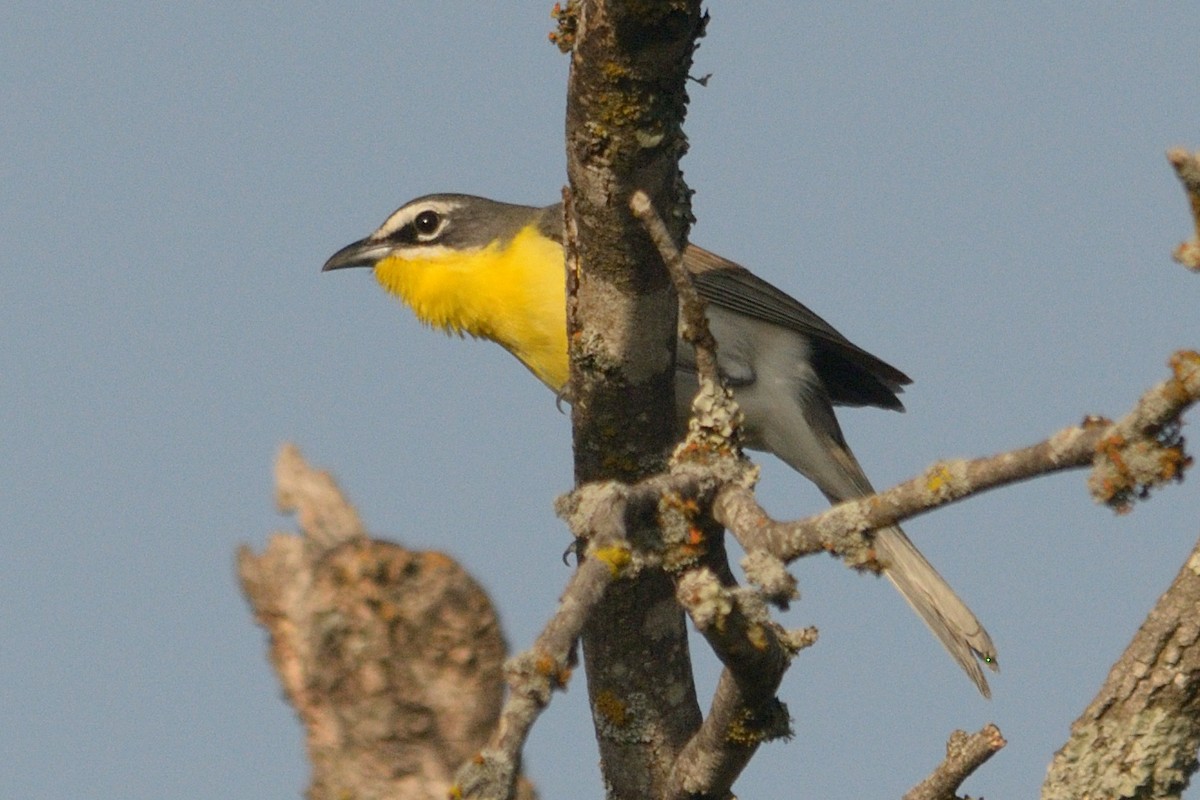 Yellow-breasted Chat - James Chapman