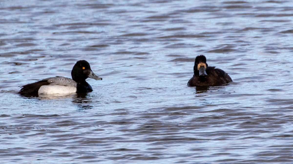Greater Scaup - ML324655101