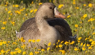 Greater White-fronted Goose, ML324659701
