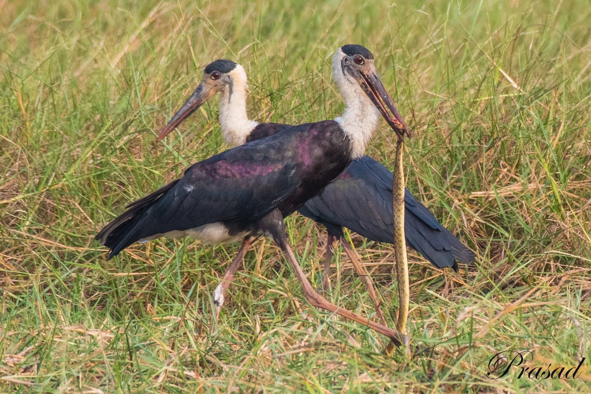 Asian Woolly-necked Stork - Vasudev Prasad