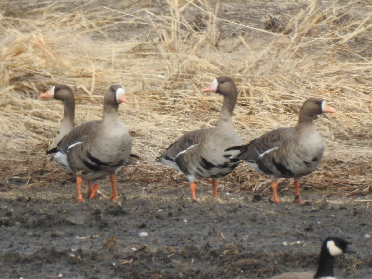Greater White-fronted Goose - ML324664481