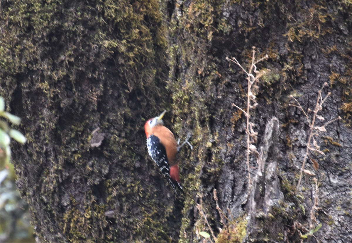 Rufous-bellied Woodpecker - ML324664531