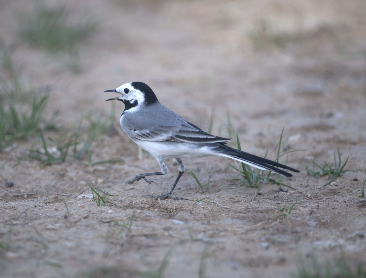 White Wagtail - Huw Roberts