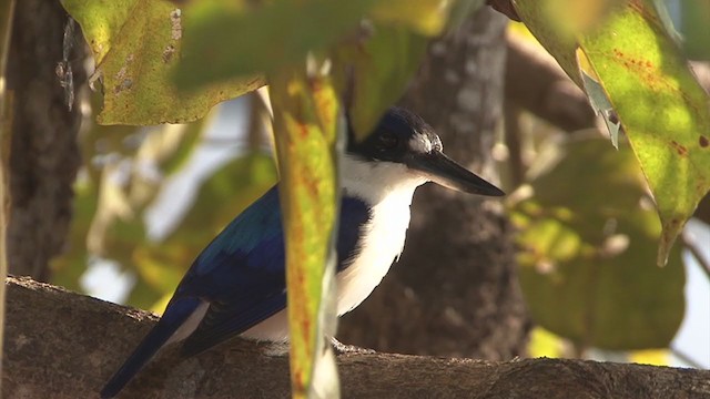 Forest Kingfisher - ML324670951
