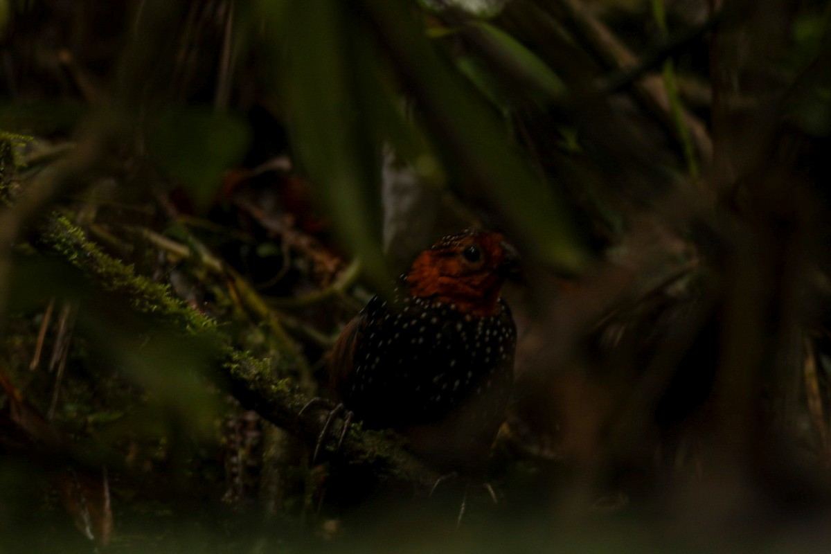 Ocellated Tapaculo - ML324671201