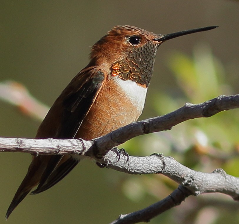 Rufous Hummingbird - David D. Moll