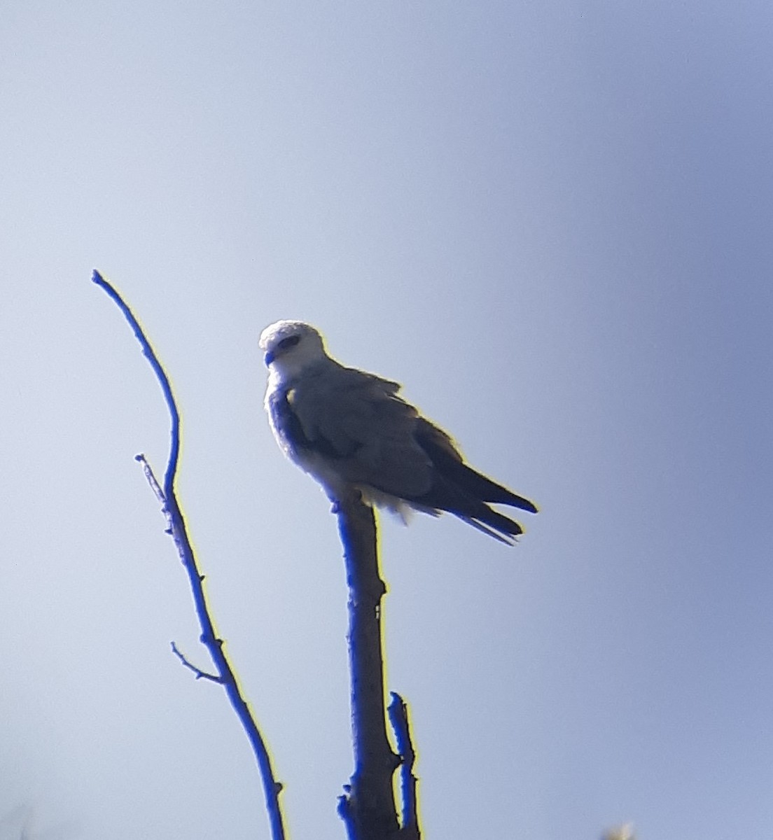 White-tailed Kite - Jason Caddy
