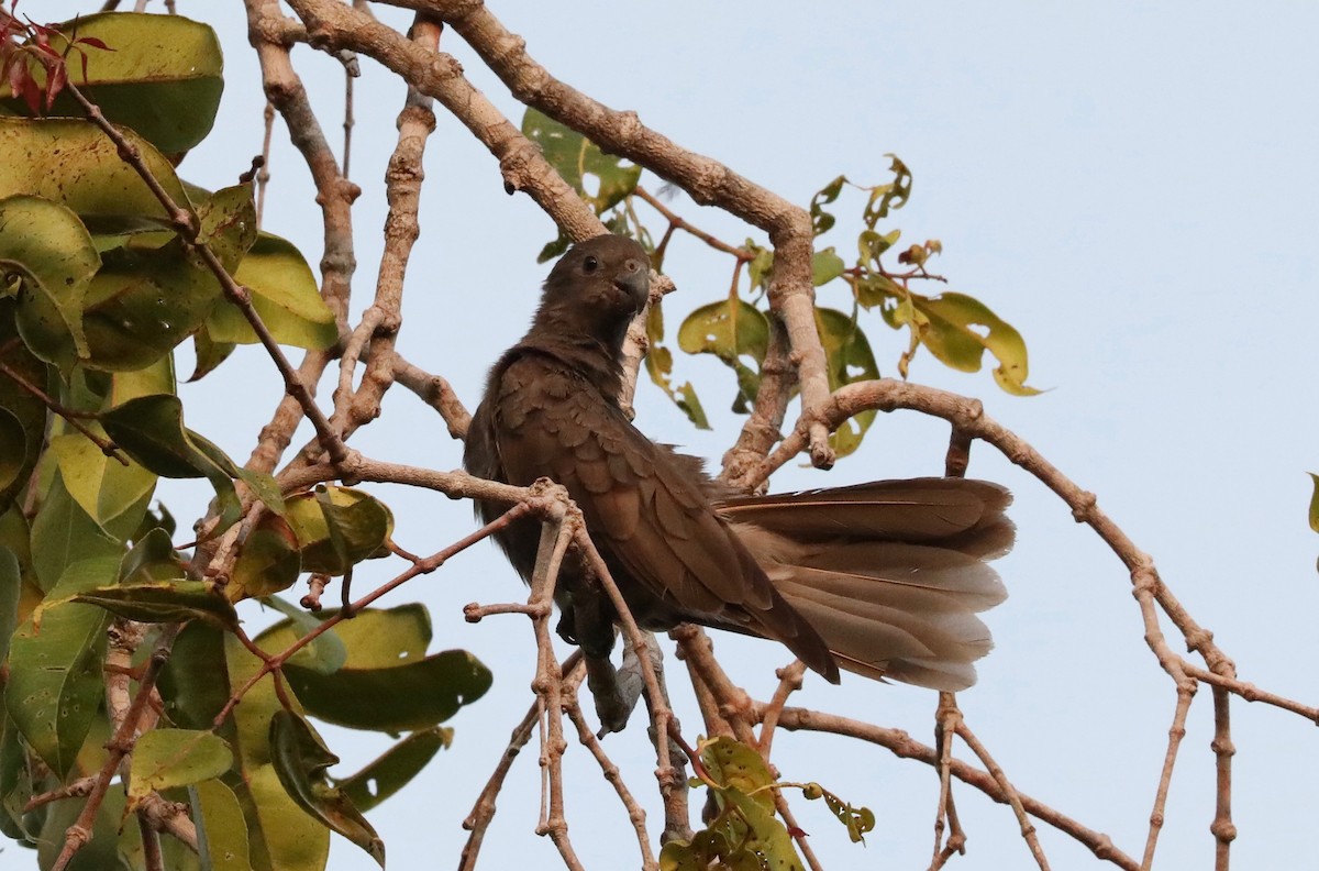 Seychelles Parrot - ML324675651