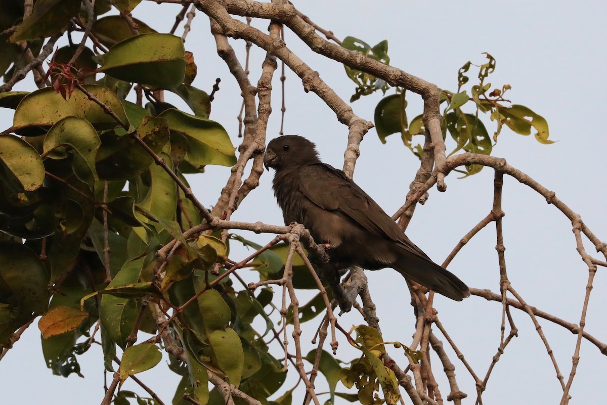 Seychelles Parrot - ML324675671