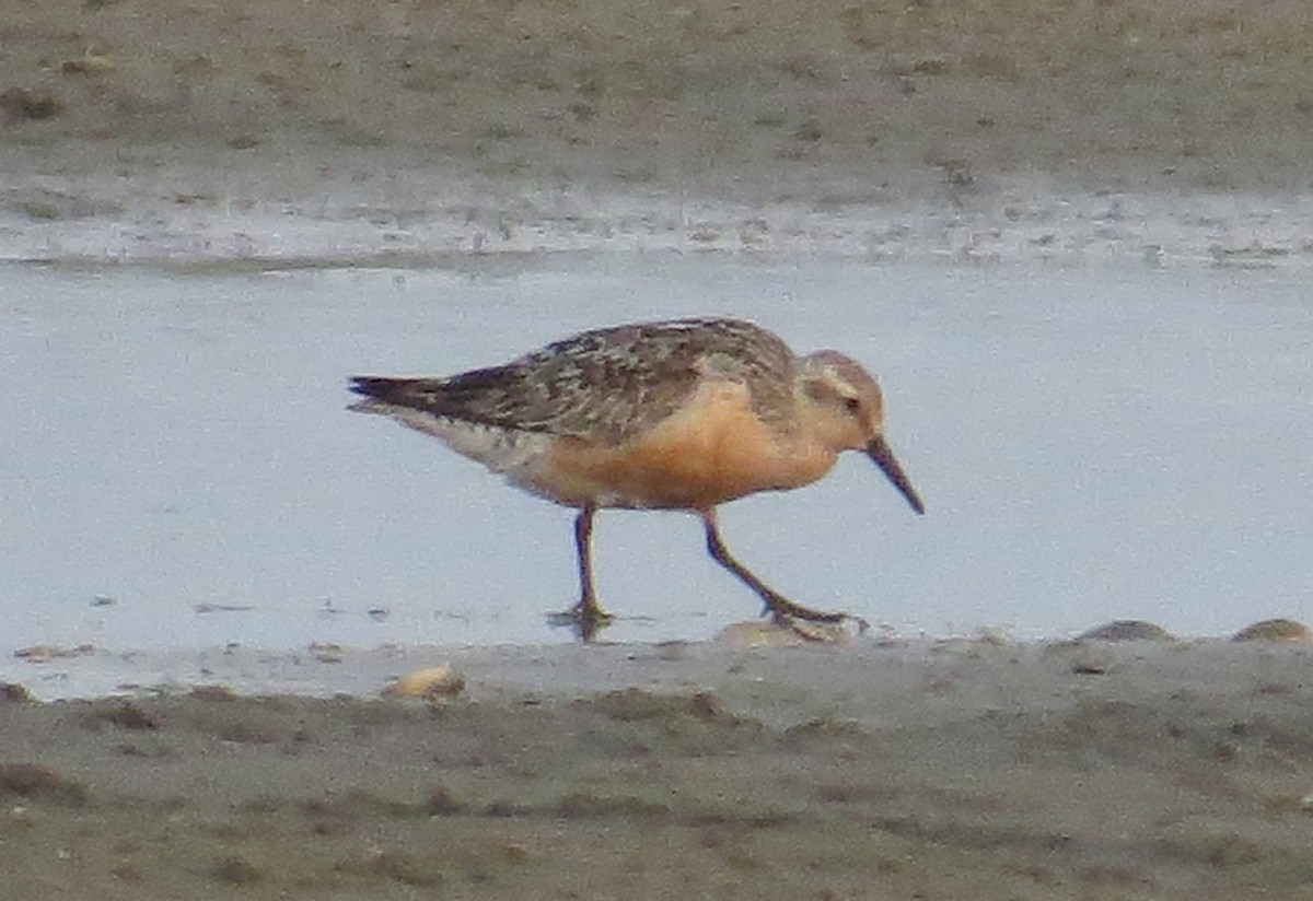Red Knot - ML32467961