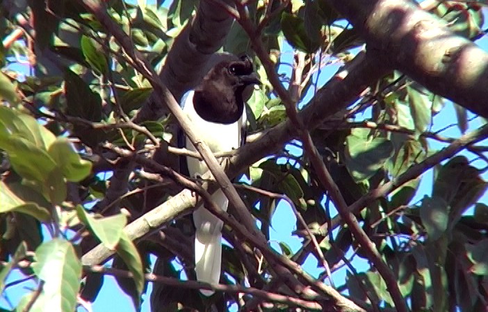 Curl-crested Jay - ML324693001