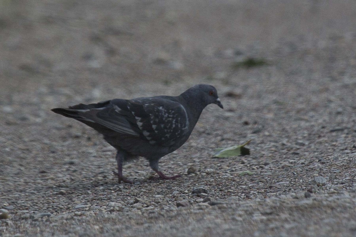 Rock Pigeon (Feral Pigeon) - Gary Vizniowski